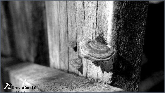 Ist weißer Schimmel auf Holz gefährlich Erfahren Sie hier mehr