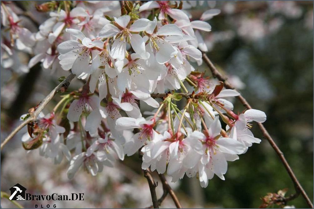 Japanische Zierkirsche Hochstamm Sorten Pflege und Standort