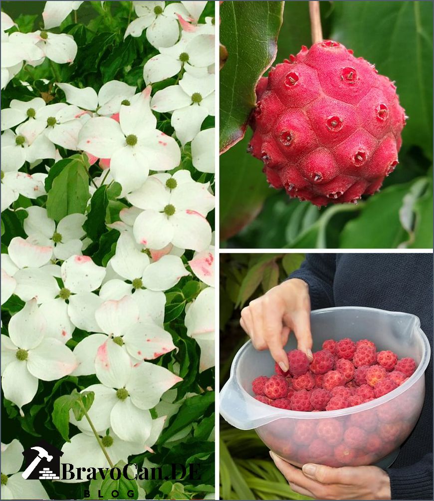 Japanischer Hartriegel Früchte Alles was Sie über die Früchte des japanischen Hartriegels wissen müssen Japanischer Hartriegel Früchte Alles was Sie über die Früchte des japanischen Hartriegels wissen müssen