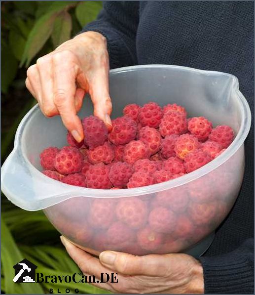Japanischer Hartriegel Früchte Alles was Sie über die Früchte des japanischen Hartriegels wissen müssen Japanischer Hartriegel Früchte Alles was Sie über die Früchte des japanischen Hartriegels wissen müssen
