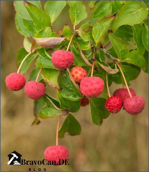 Japanischer Hartriegel Früchte Alles was Sie über die Früchte des japanischen Hartriegels wissen müssen Japanischer Hartriegel Früchte Alles was Sie über die Früchte des japanischen Hartriegels wissen müssen