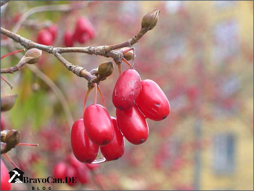Japanischer Hartriegel Früchte Alles was Sie über die Früchte des japanischen Hartriegels wissen müssen Japanischer Hartriegel Früchte Alles was Sie über die Früchte des japanischen Hartriegels wissen müssen