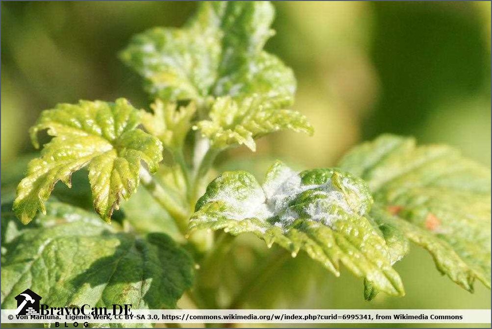 Johannisbeeren gelbe Blätter Ursachen Symptome und Lösungen