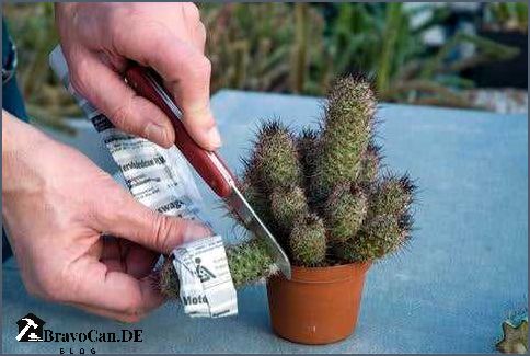 Kaktus Ableger ohne Wurzeln - Tipps und Tricks Kaktus Ableger ohne Wurzeln - Tipps und Tricks