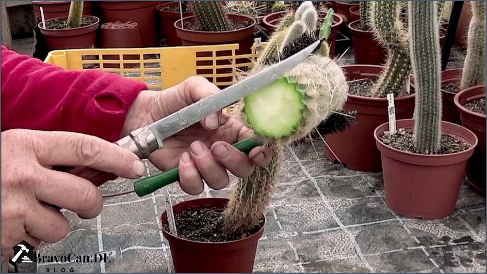 Kaktus Ableger ohne Wurzeln - Tipps und Tricks Kaktus Ableger ohne Wurzeln - Tipps und Tricks