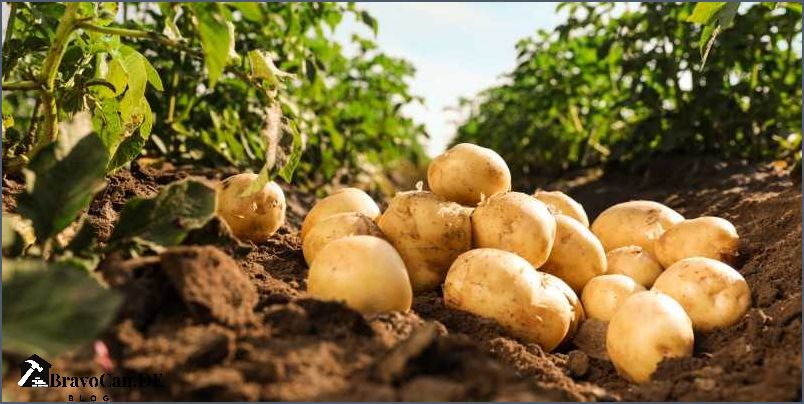 Kartoffeln pflanzen Abstand den du beachten solltest