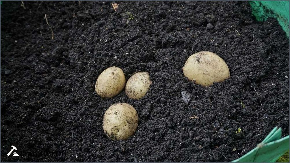 Kartoffel Pflanzsack Erfahrungen Tipps und Tricks für den erfolgreichen Anbau von Kartoffeln