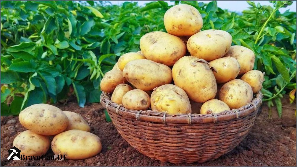 Kartoffeln im Laub anbauen Tipps und Tricks für eine erfolgreiche Ernte