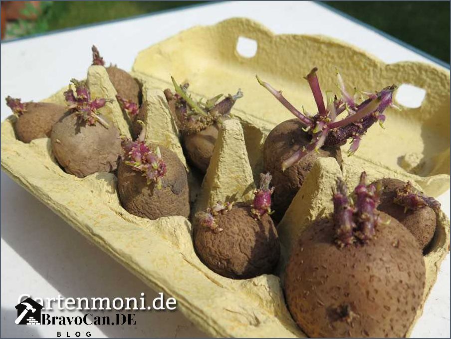 Kartoffeln keimen lassen Tipps und Tricks für eine erfolgreiche Keimung Kartoffeln keimen lassen Tipps und Tricks für eine erfolgreiche Keimung