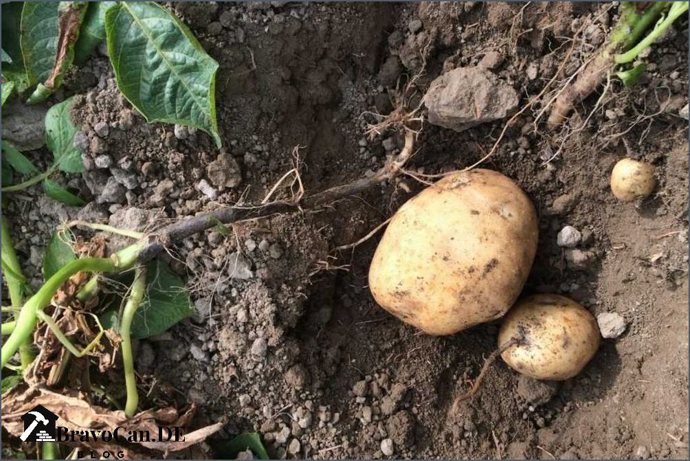 Kartoffeln Krankheiten Bilder Symptome und Behandlung
