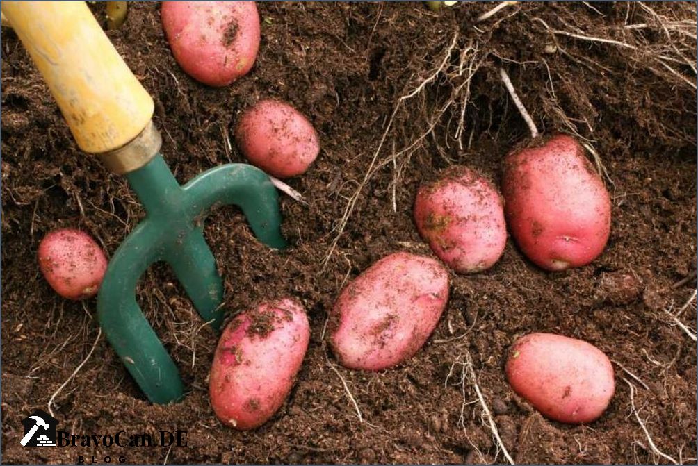 Kartoffeln mit roter Schale Alles was Sie wissen müssen Kartoffeln mit roter Schale Alles was Sie wissen müssen