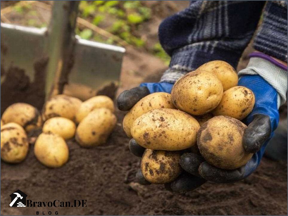 Kartoffeln zu spät ernten Auswirkungen Tipps und Fehlervermeidung Kartoffeln zu spät ernten Auswirkungen Tipps und Fehlervermeidung