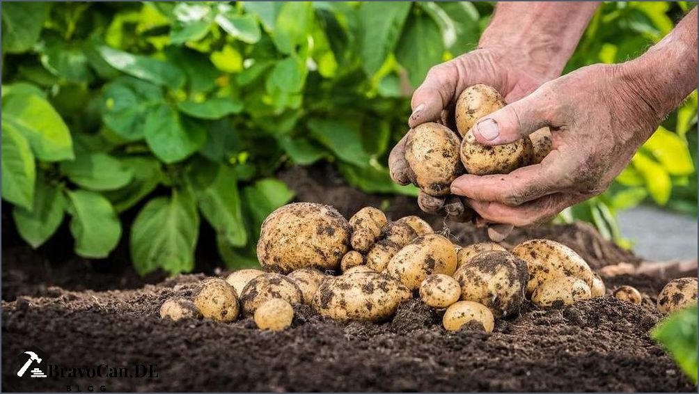 Kartoffeln zu spät ernten Auswirkungen Tipps und Fehlervermeidung
