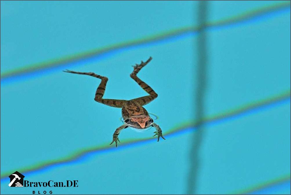 Kaulquappe im Pool Wie du mit ihnen umgehen solltest Kaulquappe im Pool Wie du mit ihnen umgehen solltest