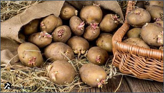 Keimende Kartoffeln einpflanzen Tipps und Tricks für eine erfolgreiche Ernte