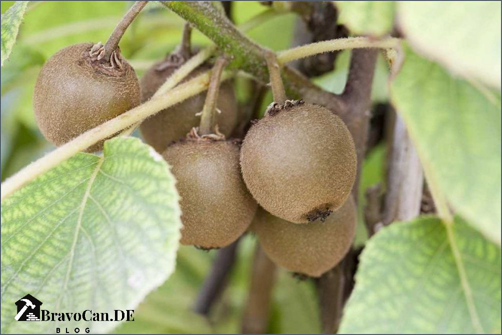 Kiwi Pflanze Blüte und Pflege | Alles was du wissen musst Kiwi Pflanze Blüte und Pflege | Alles was du wissen musst