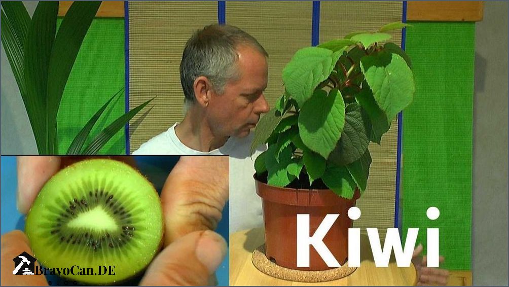 Kiwi selbst ziehen Tipps und Tricks für den eigenen Anbau