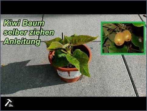 Kiwi selbst ziehen Tipps und Tricks für den eigenen Anbau