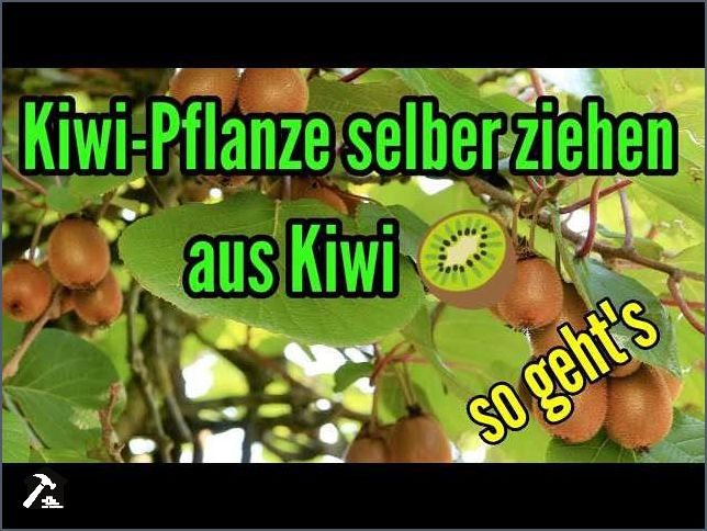Kiwi selbst ziehen Tipps und Tricks für den eigenen Anbau