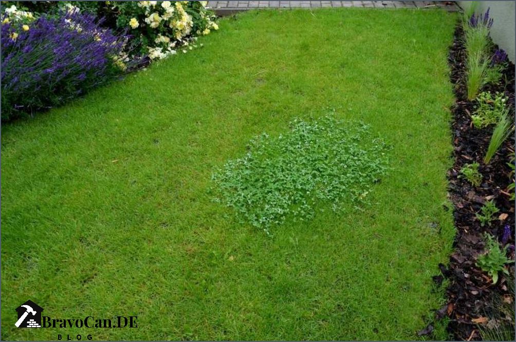 Klee im Rasen entfernen Tipps und Tricks für eine klee-freie Rasenfläche