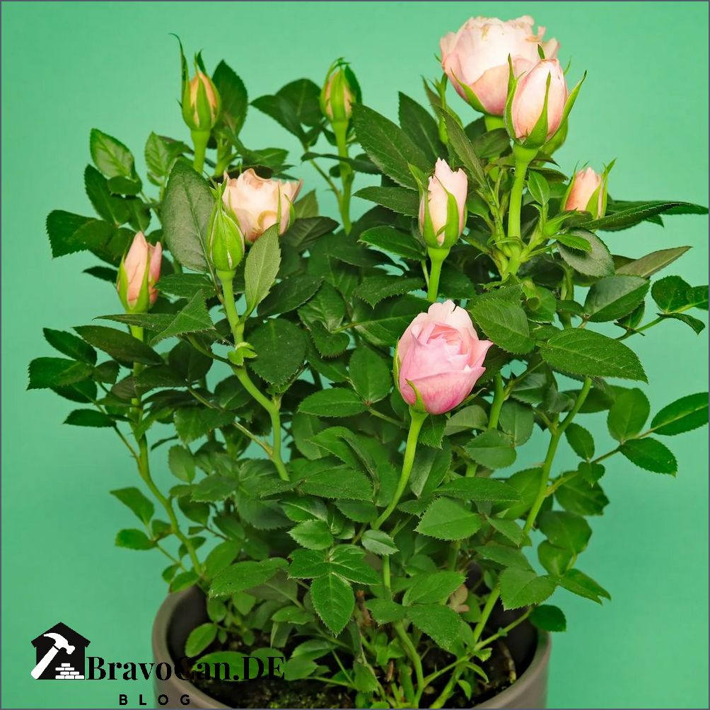 Rose Im Topf Bekommt Gelbe Blätter Kleine Rose im Topf Pflegeanleitung und Tipps für eine erfolgreiche