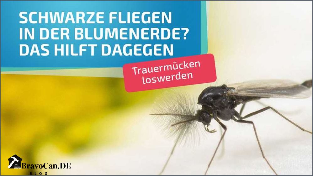 Kleine schwarze Fliegen Keine Trauermücken mehr
