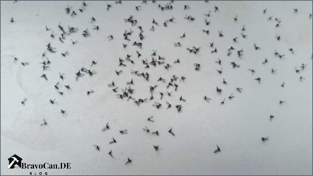 Kleine schwarze Fliegen Keine Trauermücken mehr
