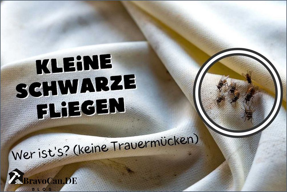 Kleine schwarze Fliegen Keine Trauermücken mehr