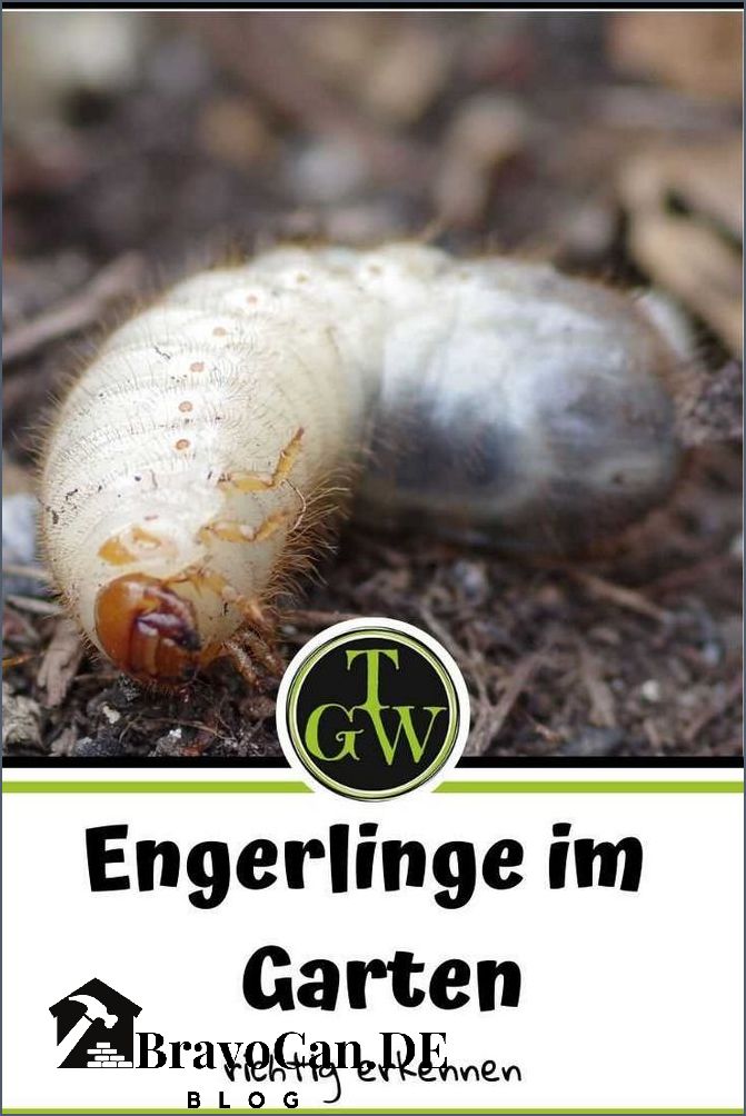 Wurmer Im Hochbeet Bekampfen