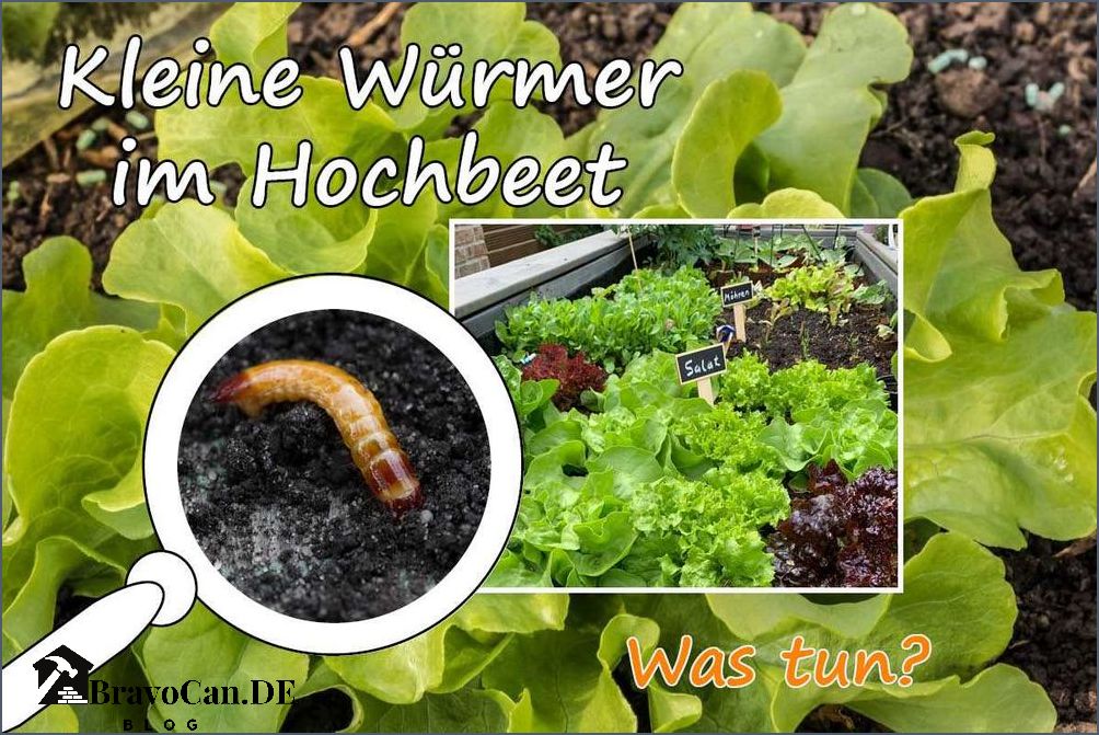 Wurmer Im Hochbeet Bekampfen