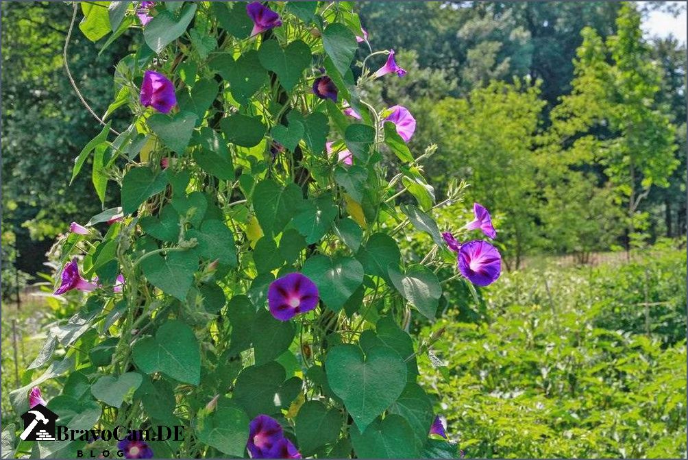 Kletterpflanze mit roten Blüten Tipps und Empfehlungen