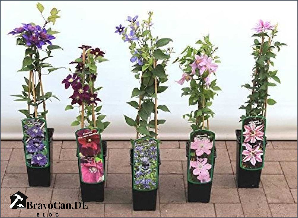 Kletterpflanze mit roten Blüten Tipps und Empfehlungen