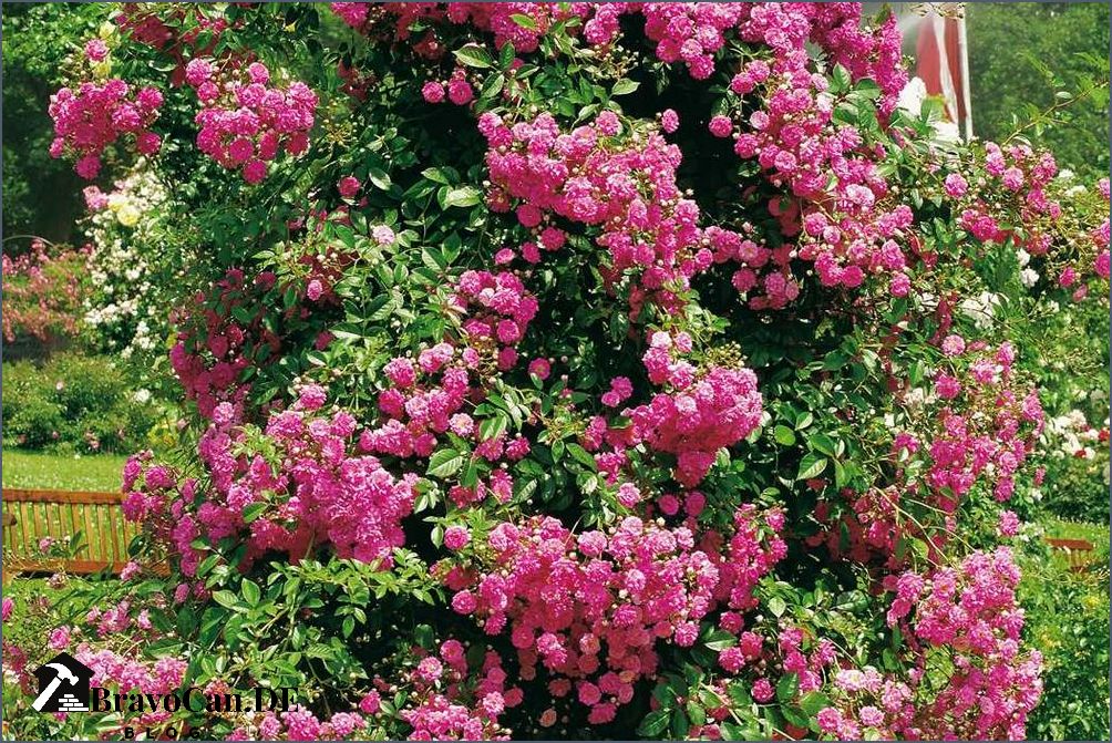 Kletterpflanze mit roten Blüten Tipps und Empfehlungen