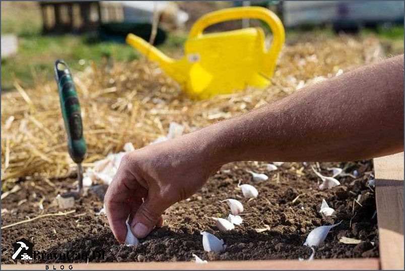 Knoblauch im Hochbeet Tipps für den Anbau und die Pflege Knoblauch im Hochbeet Tipps für den Anbau und die Pflege