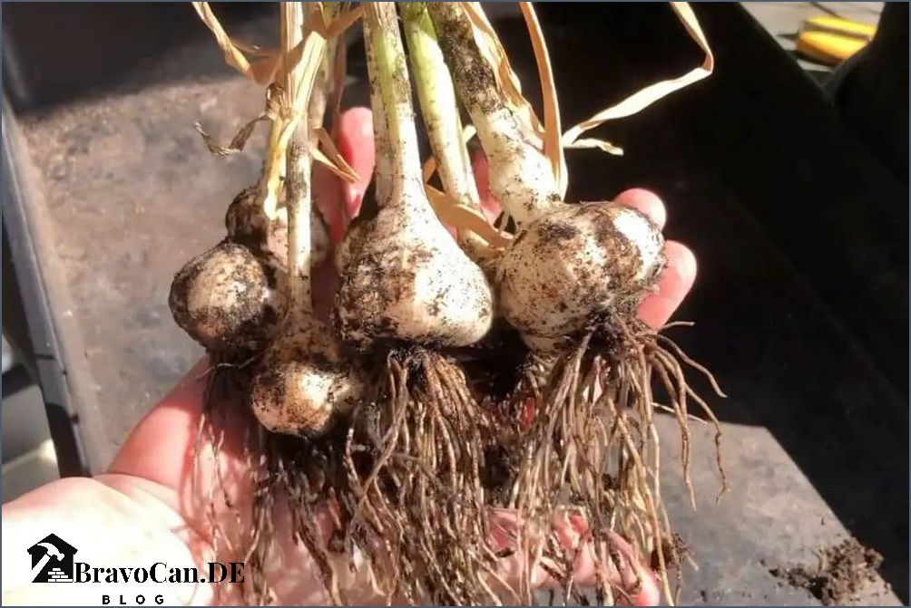 Knoblauch pflanzen im Topf - Tipps und Anleitung für erfolgreiches Anbau Knoblauch pflanzen im Topf - Tipps und Anleitung für erfolgreiches Anbau