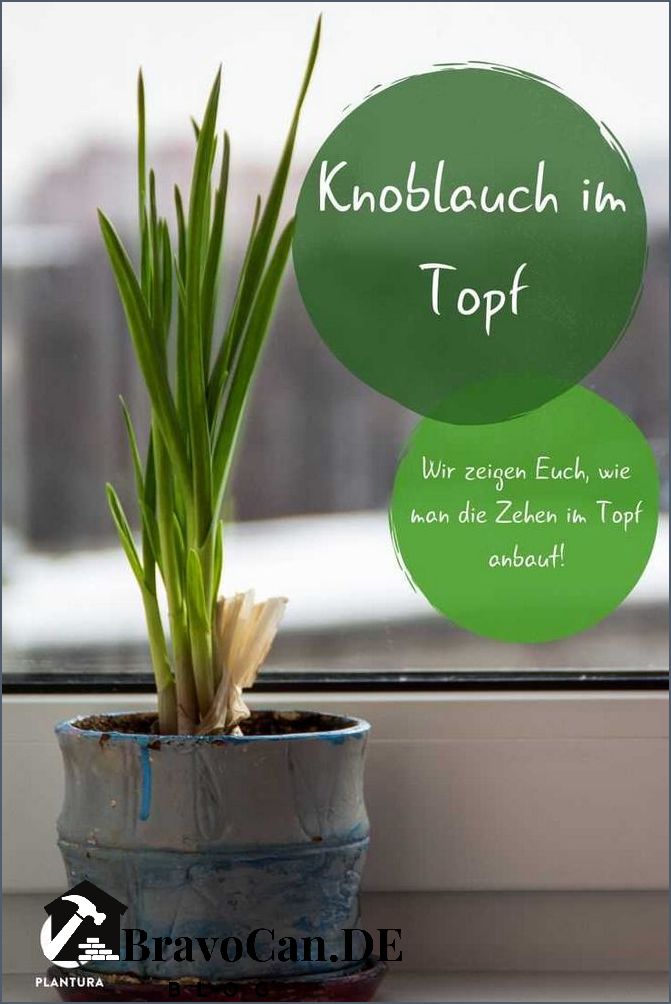 Knoblauch pflanzen im Topf - Tipps und Anleitung für erfolgreiches Anbau Knoblauch pflanzen im Topf - Tipps und Anleitung für erfolgreiches Anbau