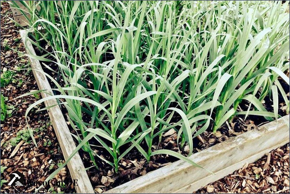 Knoblauch pflanzen im Topf - Tipps und Anleitung für erfolgreiches Anbau Knoblauch pflanzen im Topf - Tipps und Anleitung für erfolgreiches Anbau