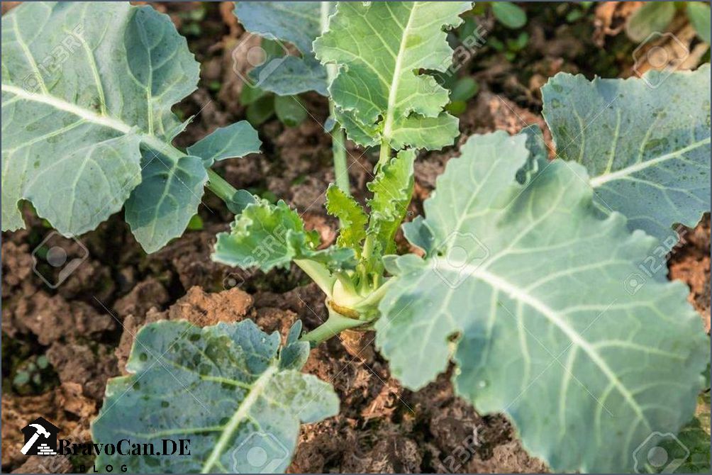 Kohlrabi Blätter Sind sie essbar Kohlrabi Blätter Sind sie essbar