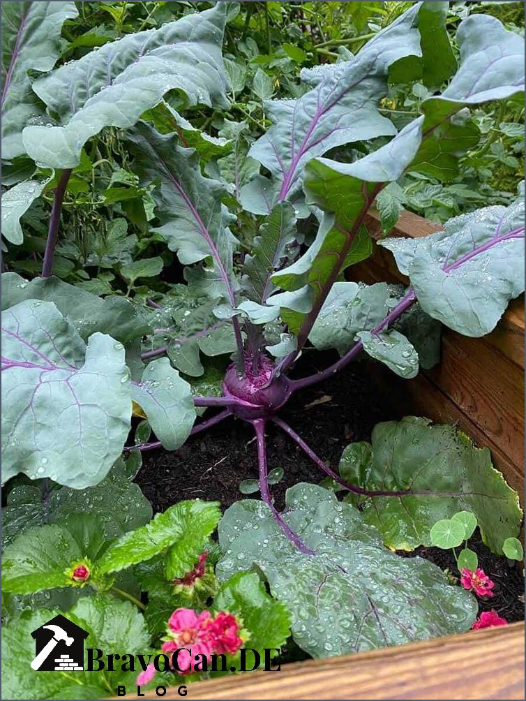 Kohlrabi im Hochbeet Anbau Pflege und Ernte Kohlrabi im Hochbeet Anbau Pflege und Ernte