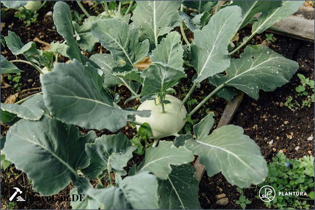 Kohlrabi im Hochbeet Anbau Pflege und Ernte Kohlrabi im Hochbeet Anbau Pflege und Ernte