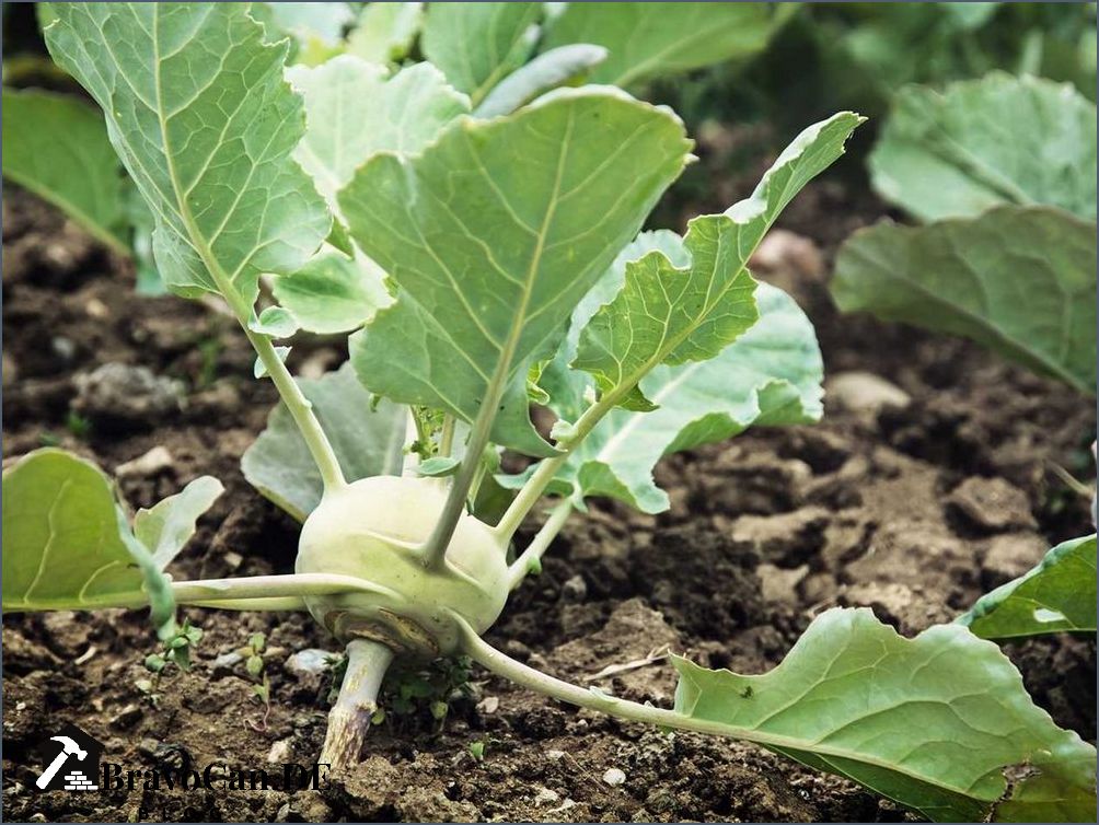 Kohlrabi pflanzen Der richtige Abstand für optimales Wachstum Kohlrabi pflanzen Der richtige Abstand für optimales Wachstum