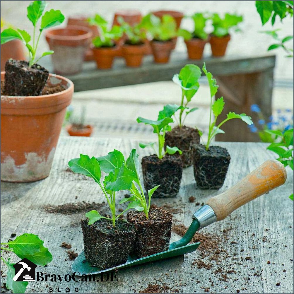 Kohlrabi pflanzen Der richtige Abstand für optimales Wachstum Kohlrabi pflanzen Der richtige Abstand für optimales Wachstum
