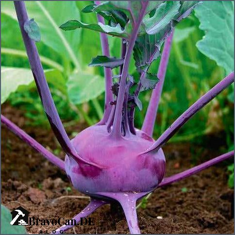 Kohlrabi pflanzen Der richtige Abstand für optimales Wachstum Kohlrabi pflanzen Der richtige Abstand für optimales Wachstum