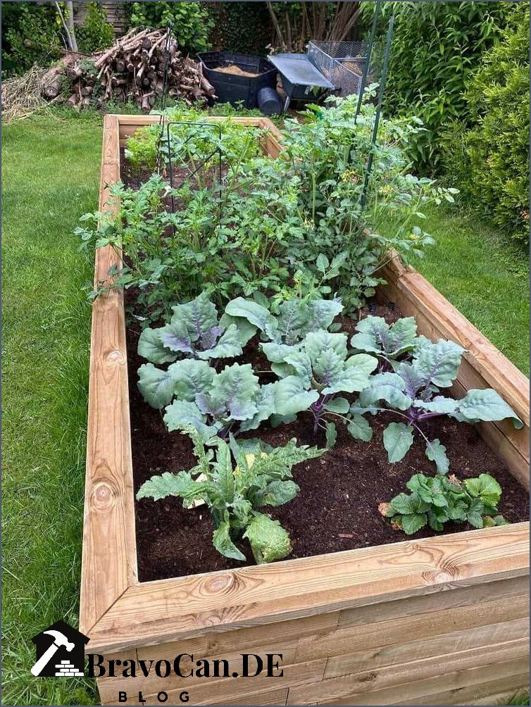 Kohlrabi pflanzen Der richtige Abstand für optimales Wachstum Kohlrabi pflanzen Der richtige Abstand für optimales Wachstum