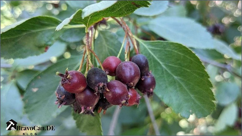 Kupfer Felsenbirne Alles über die Früchte und ihre Verwendung