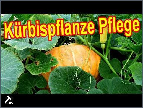 Kürbisse gelbe Blätter - Ursachen und Lösungen