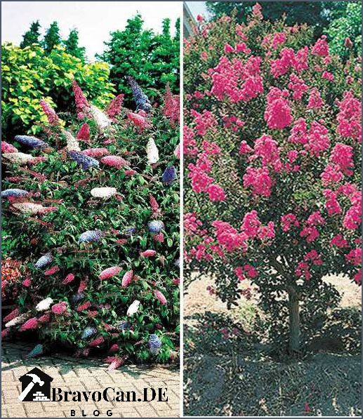Lange blühende Sträucher - Tipps und Empfehlungen für einen blühenden Garten Lange blühende Sträucher - Tipps und Empfehlungen für einen blühenden Garten