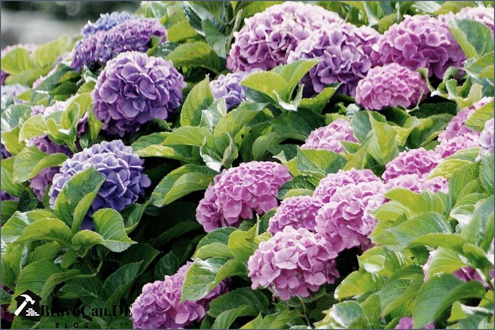 Lange blühende Sträucher - Tipps und Empfehlungen für einen blühenden Garten Lange blühende Sträucher - Tipps und Empfehlungen für einen blühenden Garten