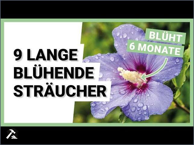 Lange blühende Sträucher - Tipps und Empfehlungen für einen blühenden Garten Lange blühende Sträucher - Tipps und Empfehlungen für einen blühenden Garten