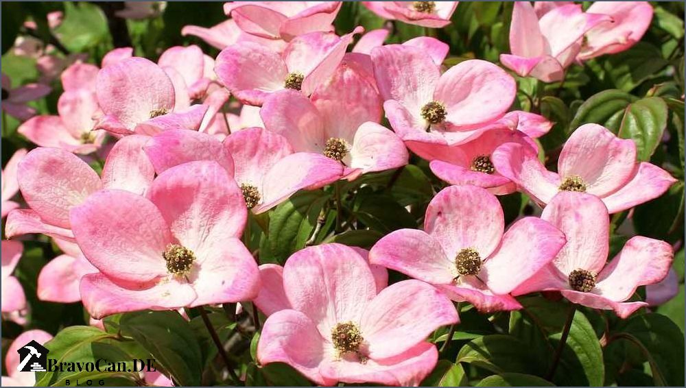 Lange blühende Sträucher - Tipps und Empfehlungen für einen blühenden Garten Lange blühende Sträucher - Tipps und Empfehlungen für einen blühenden Garten